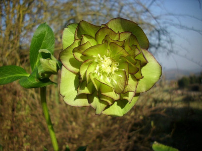 14_grun_gef.pic_abendsonne.jpg