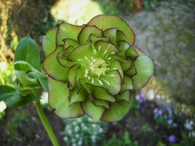 14_grun_gef.pic.jpg