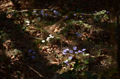 hep_wald_wild.jpg