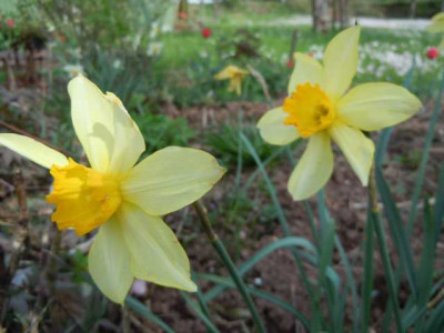 narcissus_stella.JPG