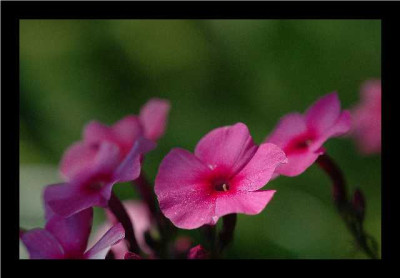 Phlox_10-07-05.jpg