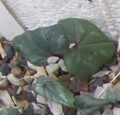 C.repandum-B1.jpg