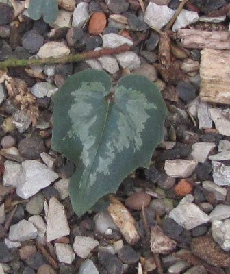 C.repandum-B2.jpg