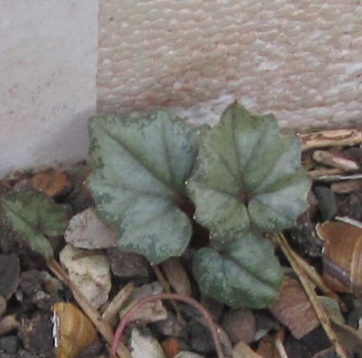 C.repandum-B6.jpg