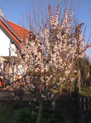 orangered_Kopie.jpg