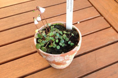 soldanella_minima_Kopie.jpg