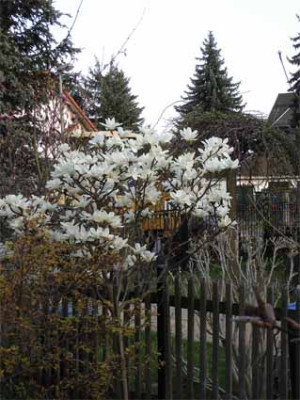 Magnoliad.jpg
