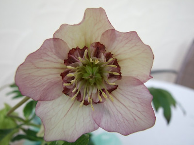 DSCF7278.JPG
