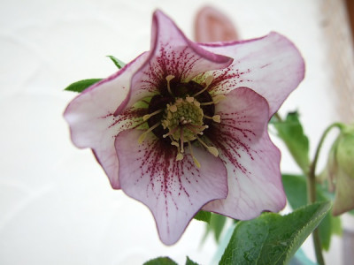 DSCF7276.JPG
