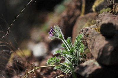 Pulsatilla_03.jpg