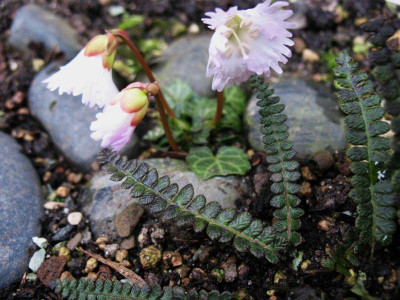 Shortia_uniflora__Kanto_...__16.3.14_003.jpg