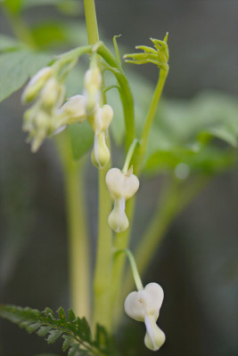 Dicentra-spectabilis-alba-Mar1614_004.jpg