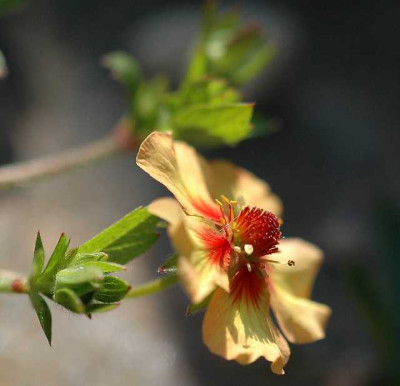 Potentillia_x_10-07-05.jpg