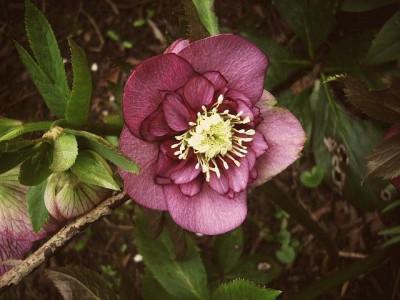 14_v.letzte_anemone_rot.jpg