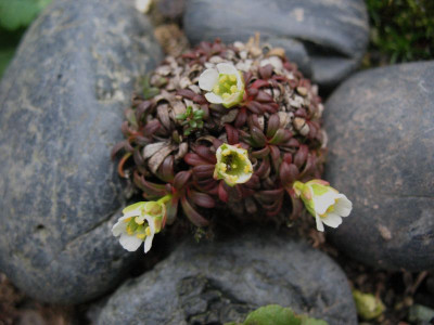 Diapensia_lapponica__..._18.3.14_026.jpg
