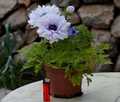 Anemone_Blue_Eis.jpg