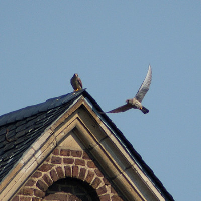 falkenpaar_4177_040412.jpg