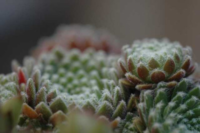 Sempervivum_1_10-07-05.jpg