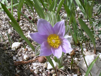 comp_Pulsatilla_Budapest_Seedling_18.03.14_.jpg