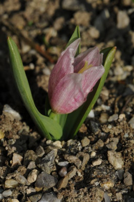 Fritillaria_alburyana_20140317_1.jpg