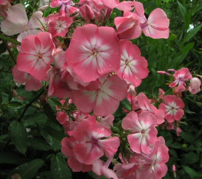 k-phlox_eva_foerster-_2011-08-05_066_z.jpg