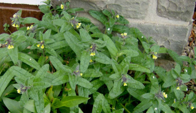 nonea-lutea-180314.jpg