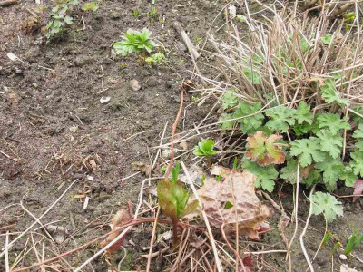 Paeonia_peregrina_Auslaufer_Kopie.jpg