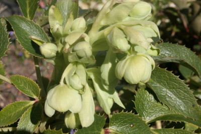 Argutifolius.JPG