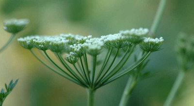 Selinum_10-07-05.jpg