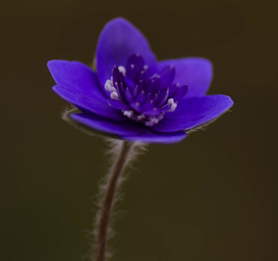DSC_0268_11.jpg