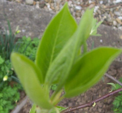 April_008_war_mal_Blutenknospe.jpg