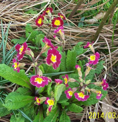 Marz_060_Primelmix.jpg