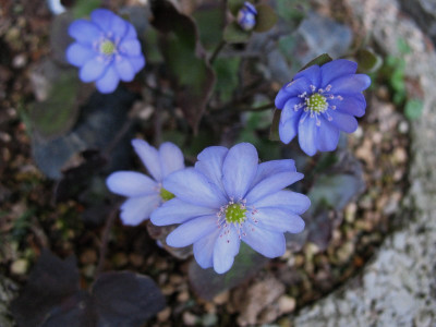 Hepatica_Tausendschon__20.3.14_010.jpg