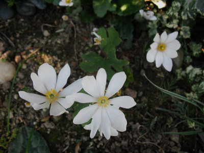 Sanguinaria_canadensis__..._20.3.14_014.jpg