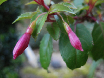 Fuchsia_im_Marz_...__xxx_004.jpg