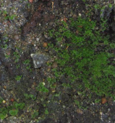 Farngarten-ax.jpg