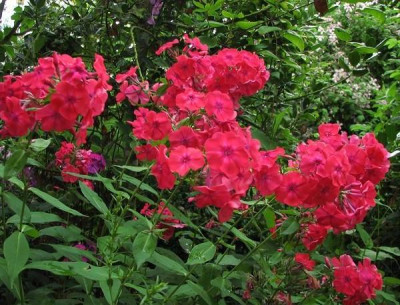 k-phlox_pa_juliglut-2011-08-05_087k.jpg