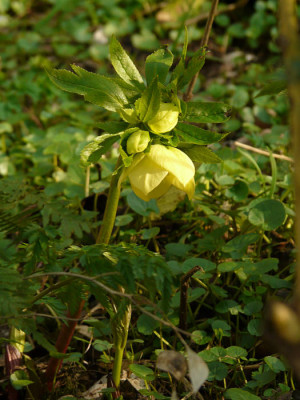 Helleborus_gelb_kl.jpg