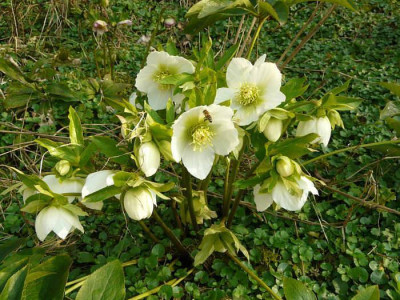 Helleborus_weisses_schaetzchen_kl.jpg