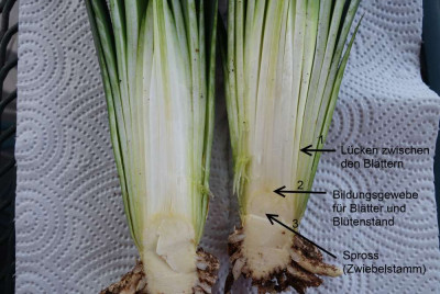 Langsschnitt_durch_Clivia_miniata_Hybride.jpg