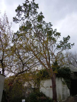 Grune_Borse_Palmengarten_21.03._2014_013.JPG