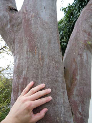 Grune_Borse_Palmengarten_21.03._2014_016.JPG