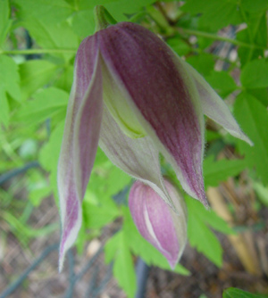clematis_pink_princess.jpg