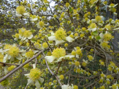 Grune_Borse_Palmengarten_21.03._2014_009.JPG