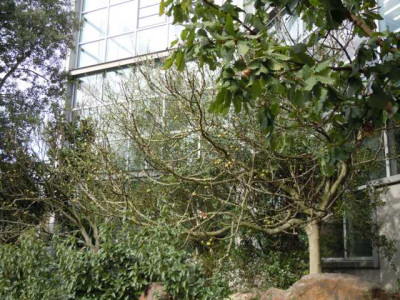 Feigenbaum_Palmengarten.JPG