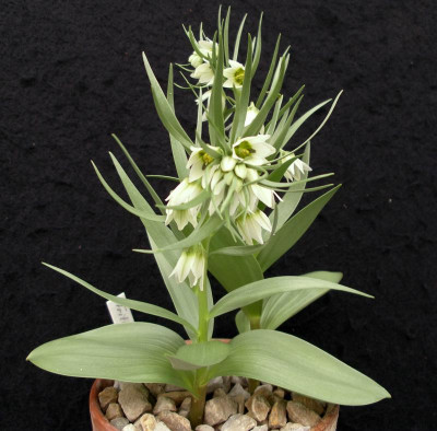 comp_Fritillaria_bucharica_22.03.14.jpg