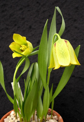 comp_Fritillaria_amana_Goksum_Gold_22.03.14.jpg