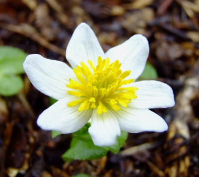 DSCF0096_eCaltha_palustris_Alba.JPG
