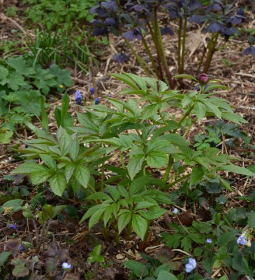 paeonia_mairei_2014.jpg