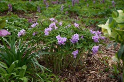 cardamine_heptaphylla_2014.jpg